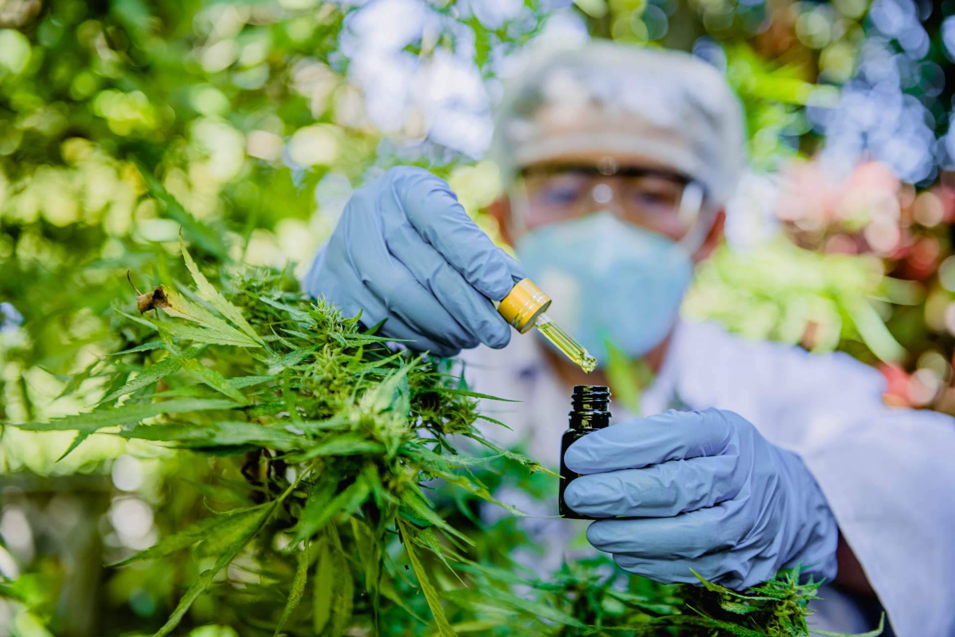 ¿Qué beneficios aporta el aceite de semilla de cáñamo?, de la mano de Cannaderm