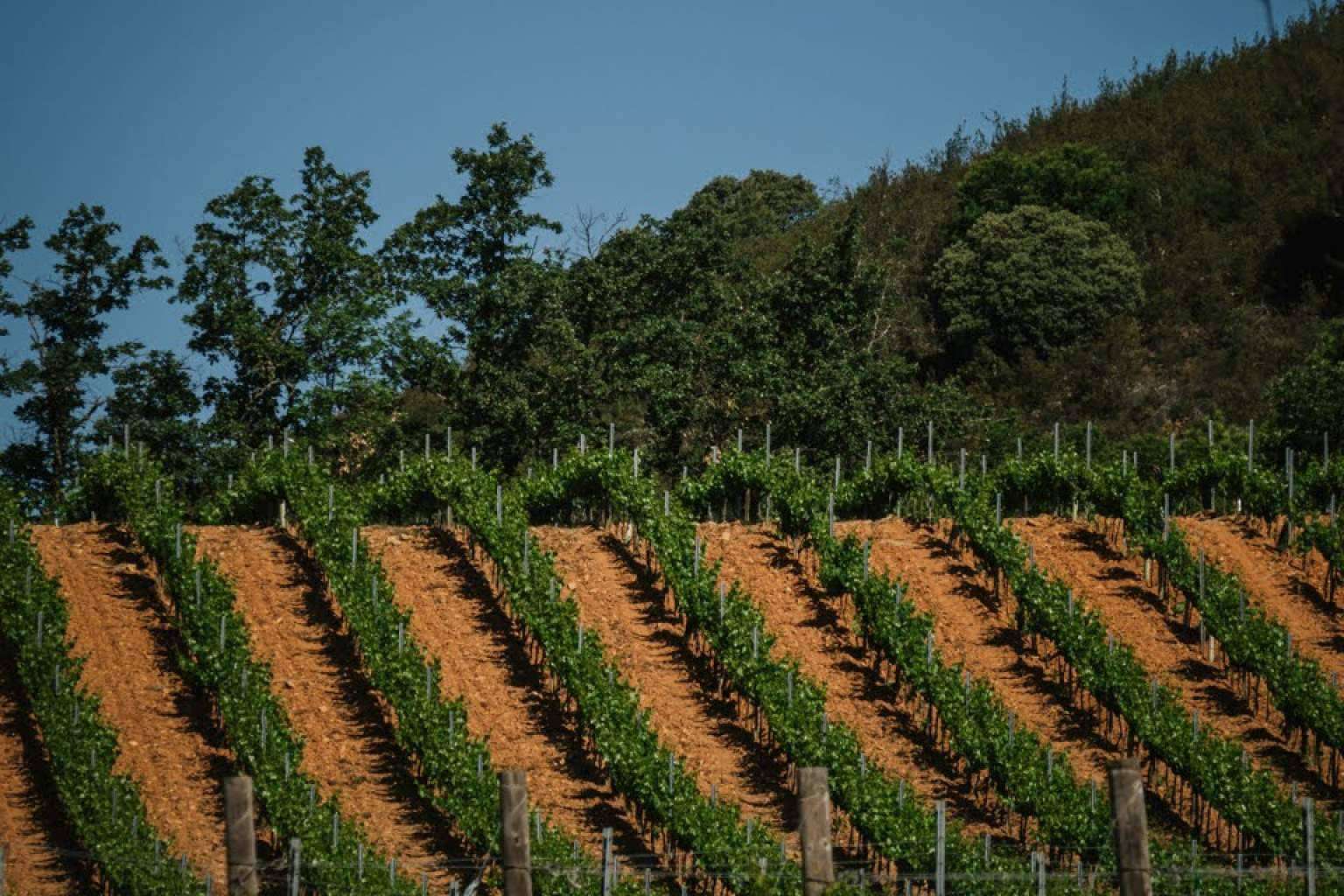 La comunicación en el mundo del vino