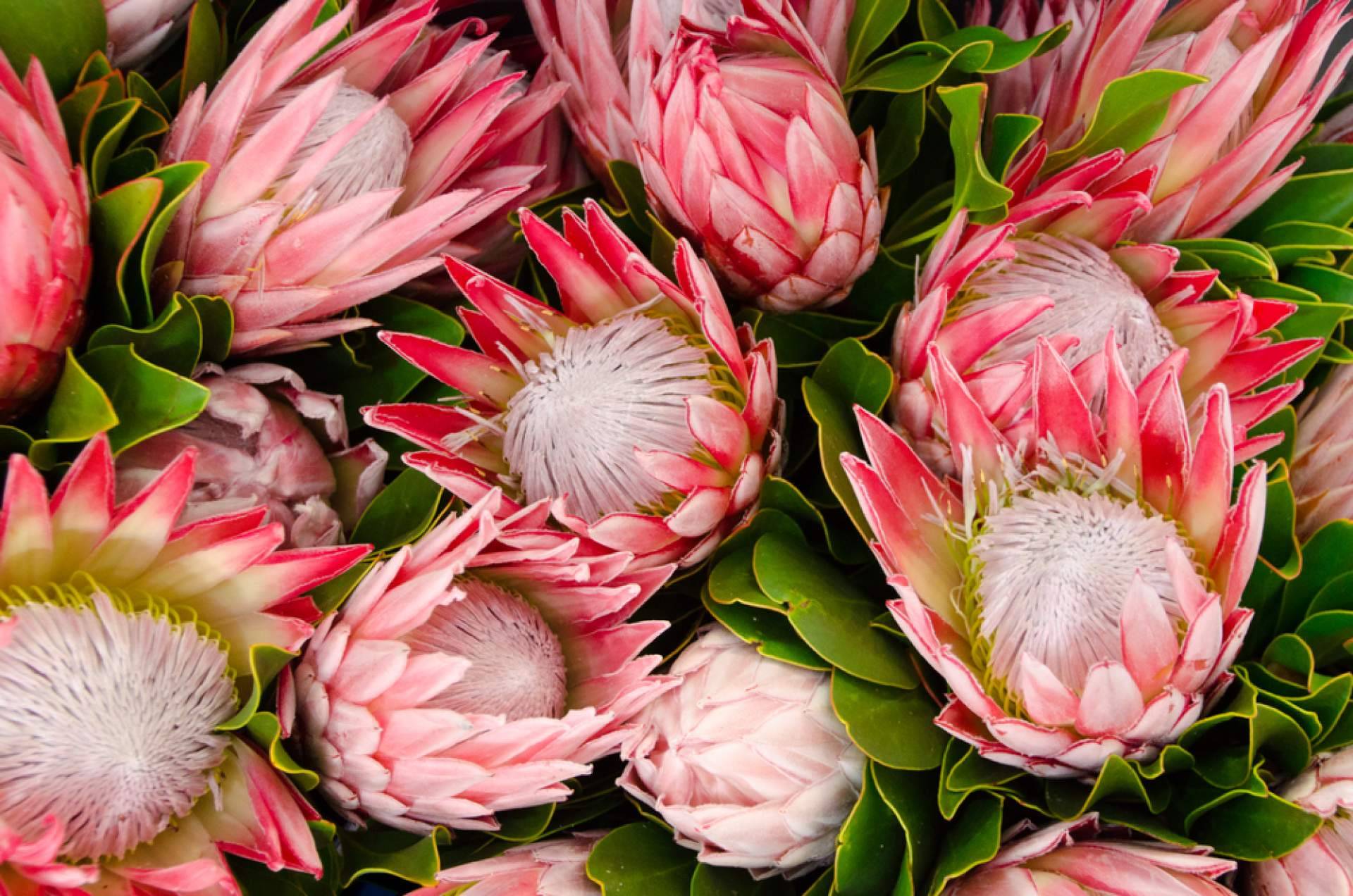 ¿Por qué optar por las flores tropicales?, con los especialistas en ramos y plantas de Rosistirem