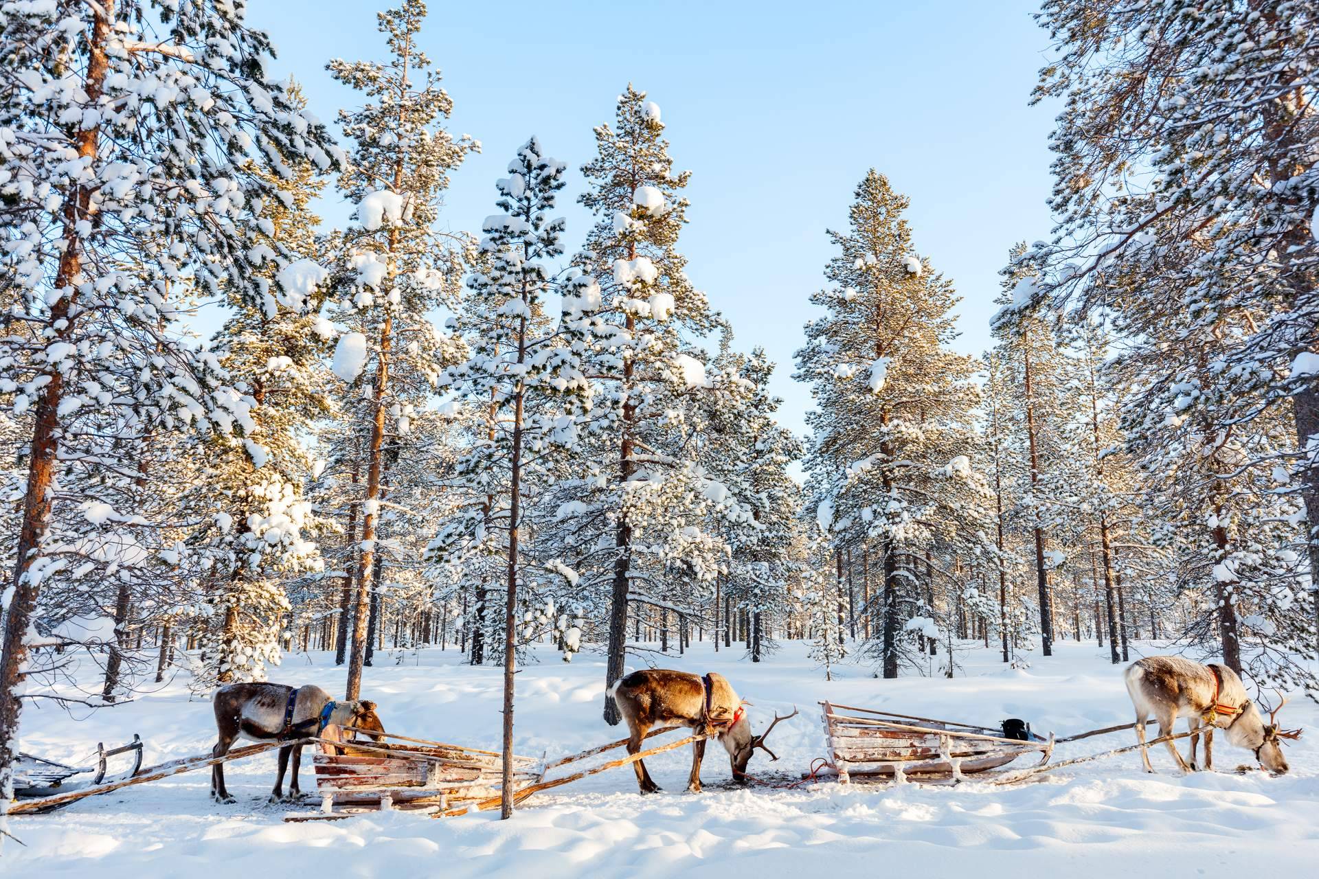 Laponia, uno de los mejores lugares para disfrutar de la Navidad