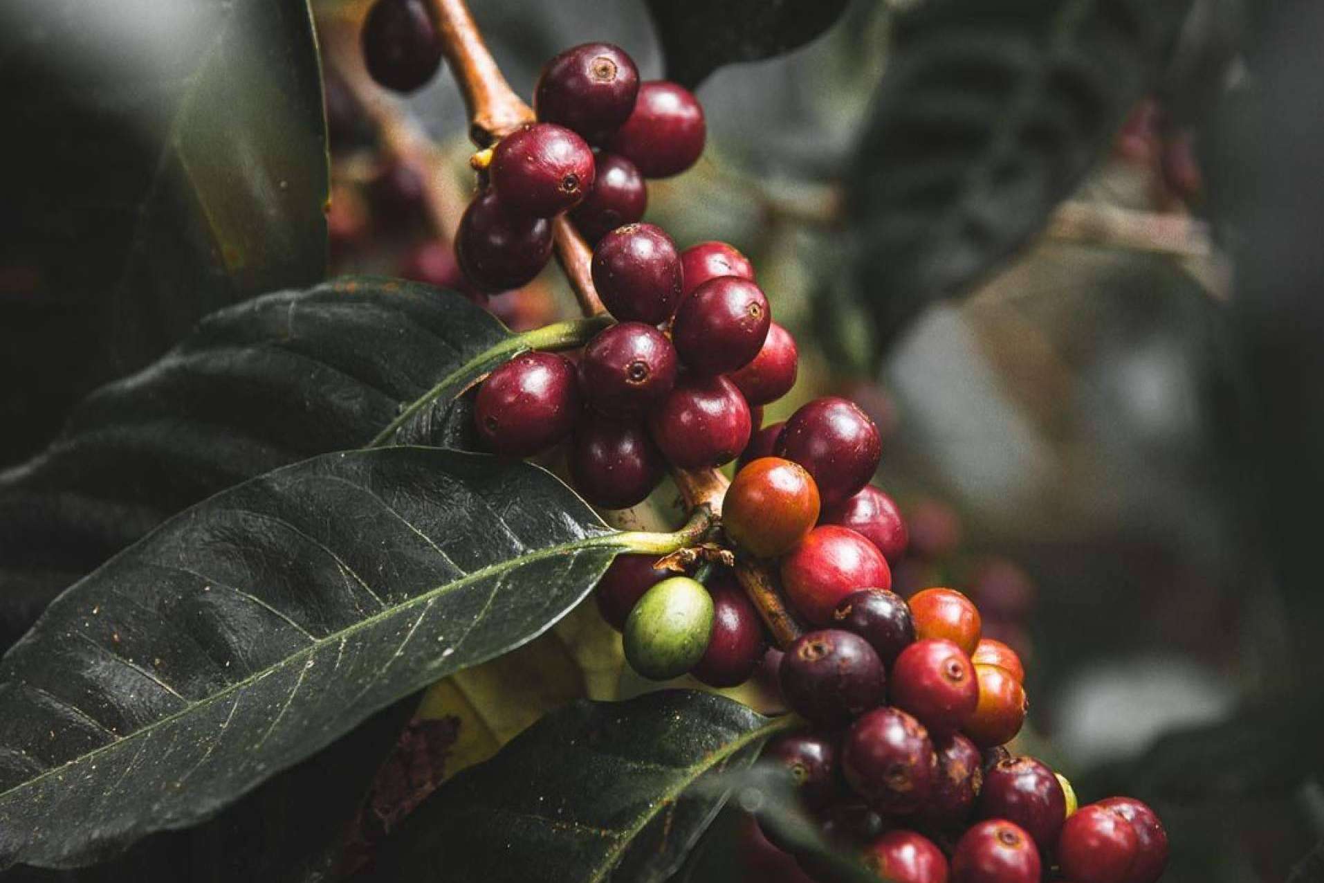 Tendencias globales en la industria del café