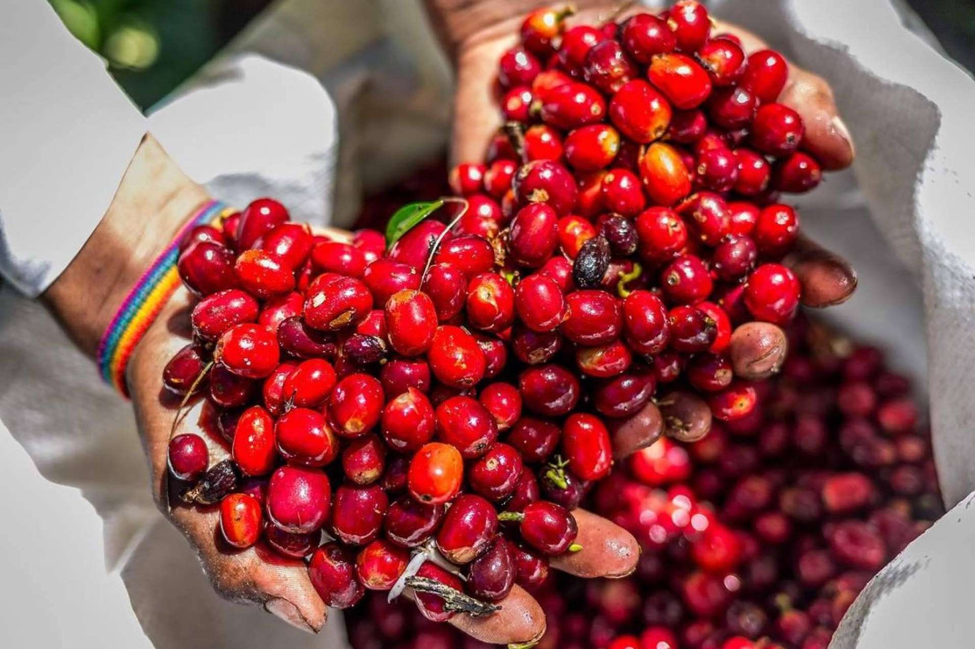 El Café Catuai; Ascendiendo al Cima del Mercado Mundial de Cafés