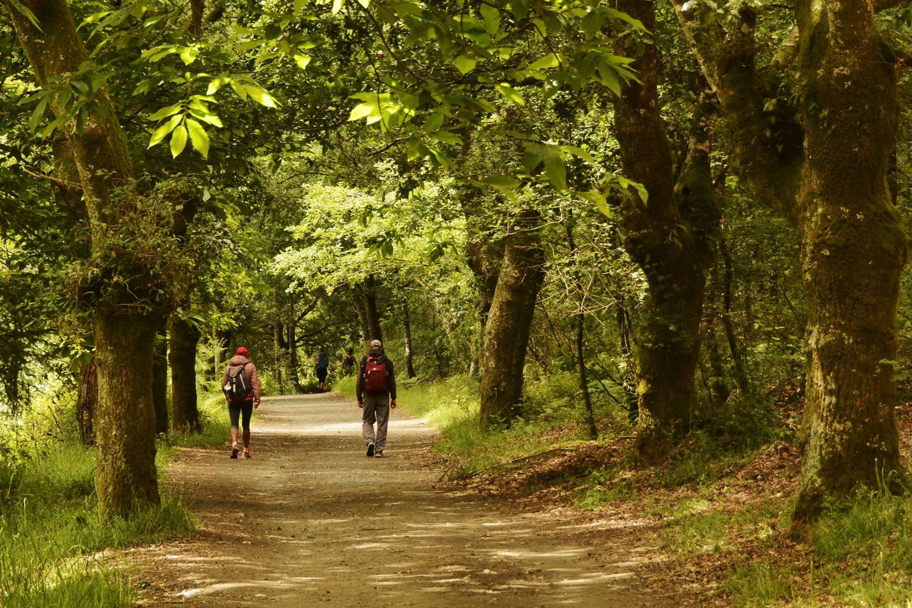 Camino de Santiago francés por Galicia, un viaje a través de la historia , cultura y tradición