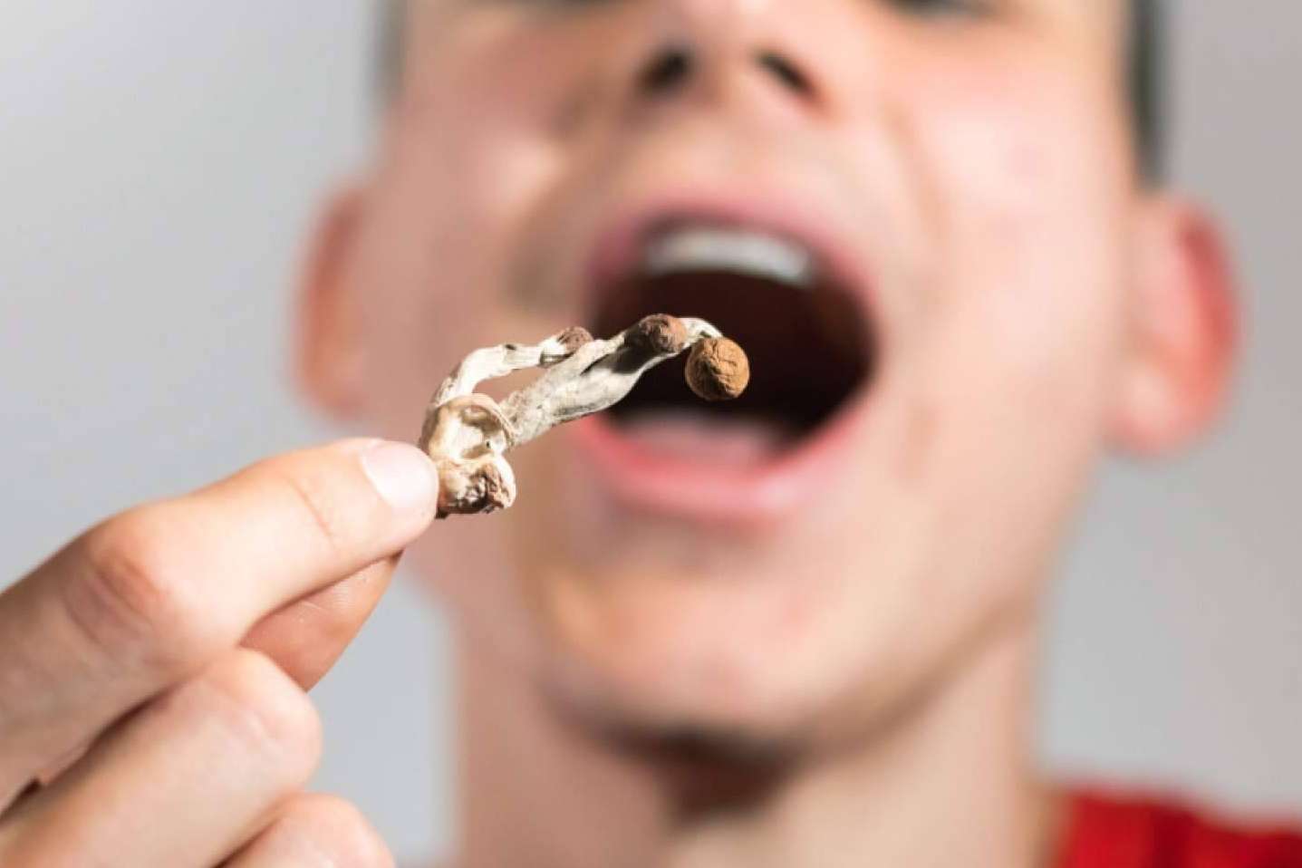 Los 'hongos mágicos' de venta libre que refuerzan las defensas y arrasan en redes
