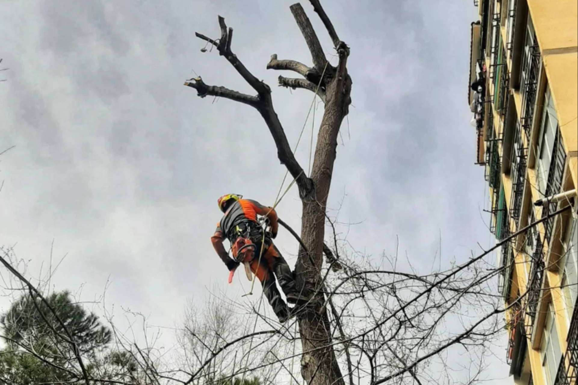 PodAlta, especialistas en poda y tala en altura