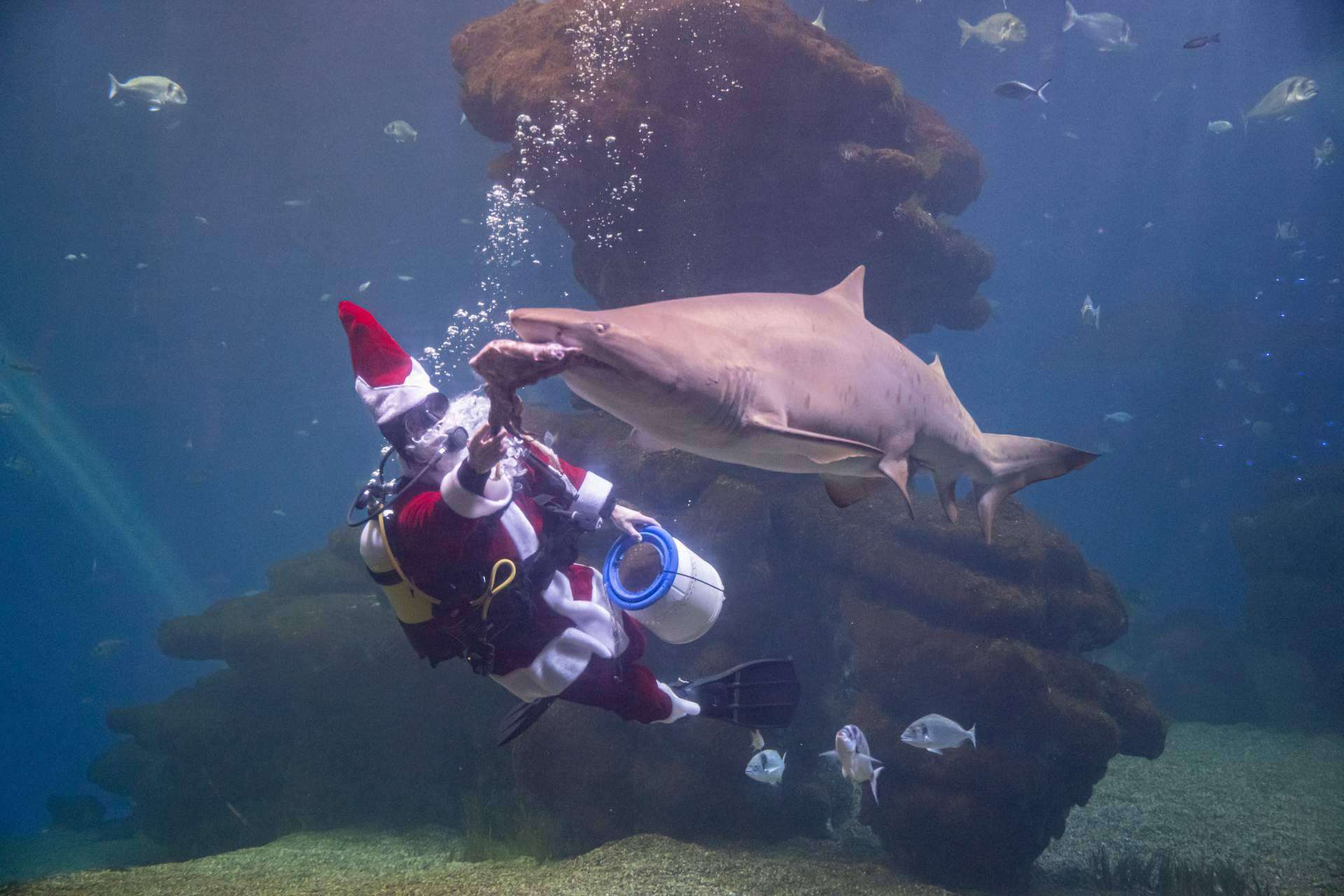 La magia de la Navidad llega a Palma Aquarium