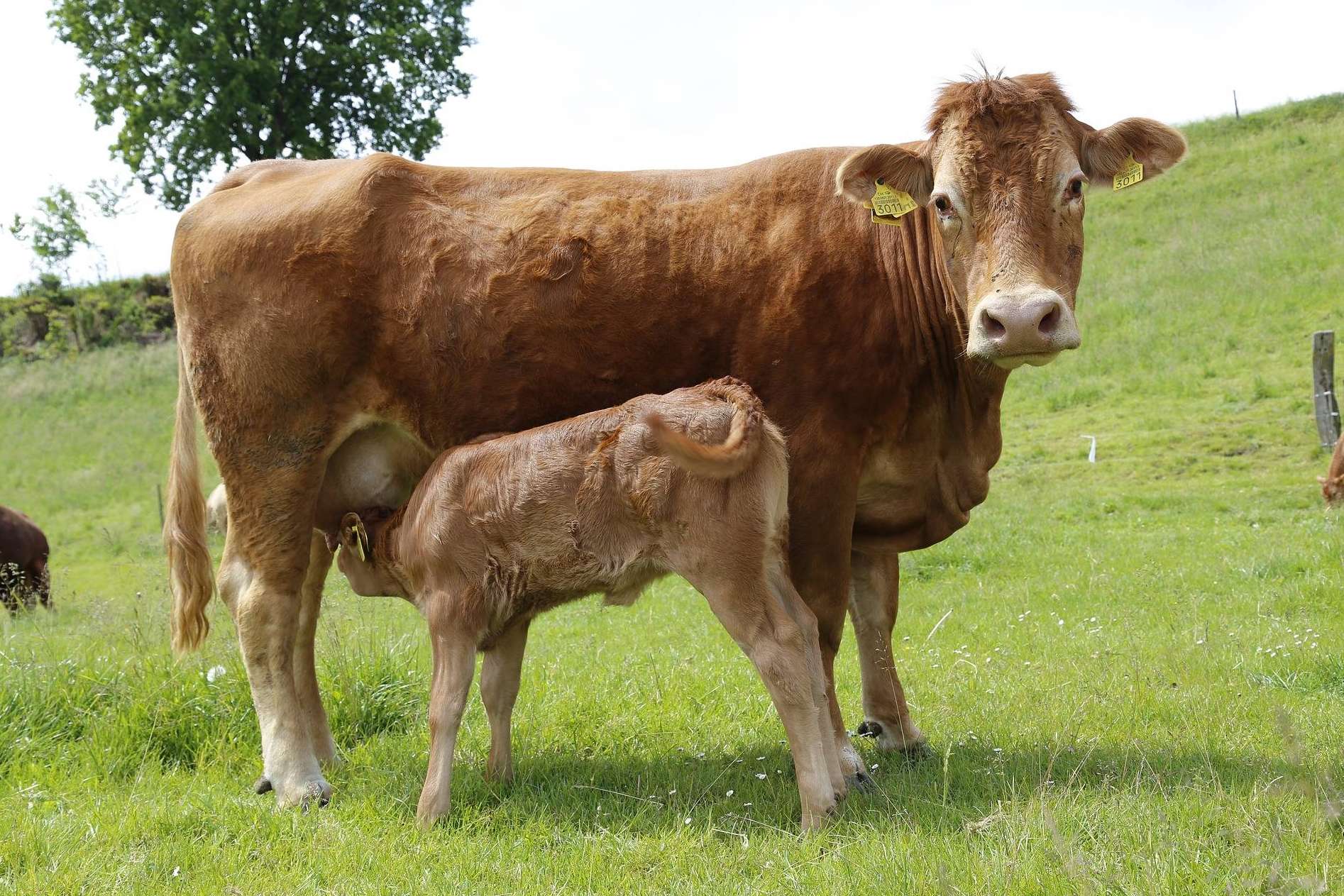 El G.O. TransferEMB optimiza la producción de carne de vacuno con innovadoras técnicas reproductivas