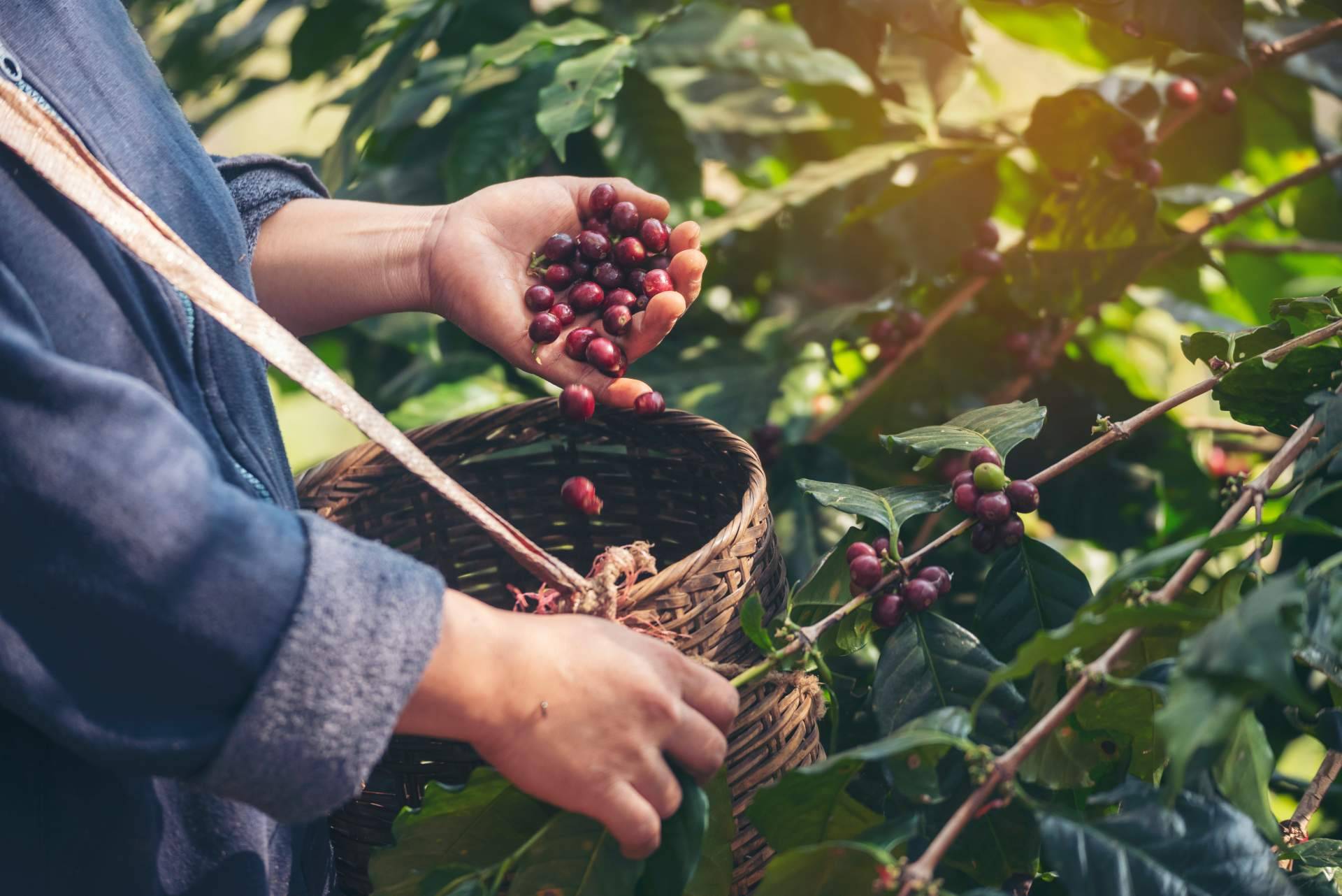 CAFEPARACASA, el café de finca que lleva la experiencia del café especialidad directamente a casa