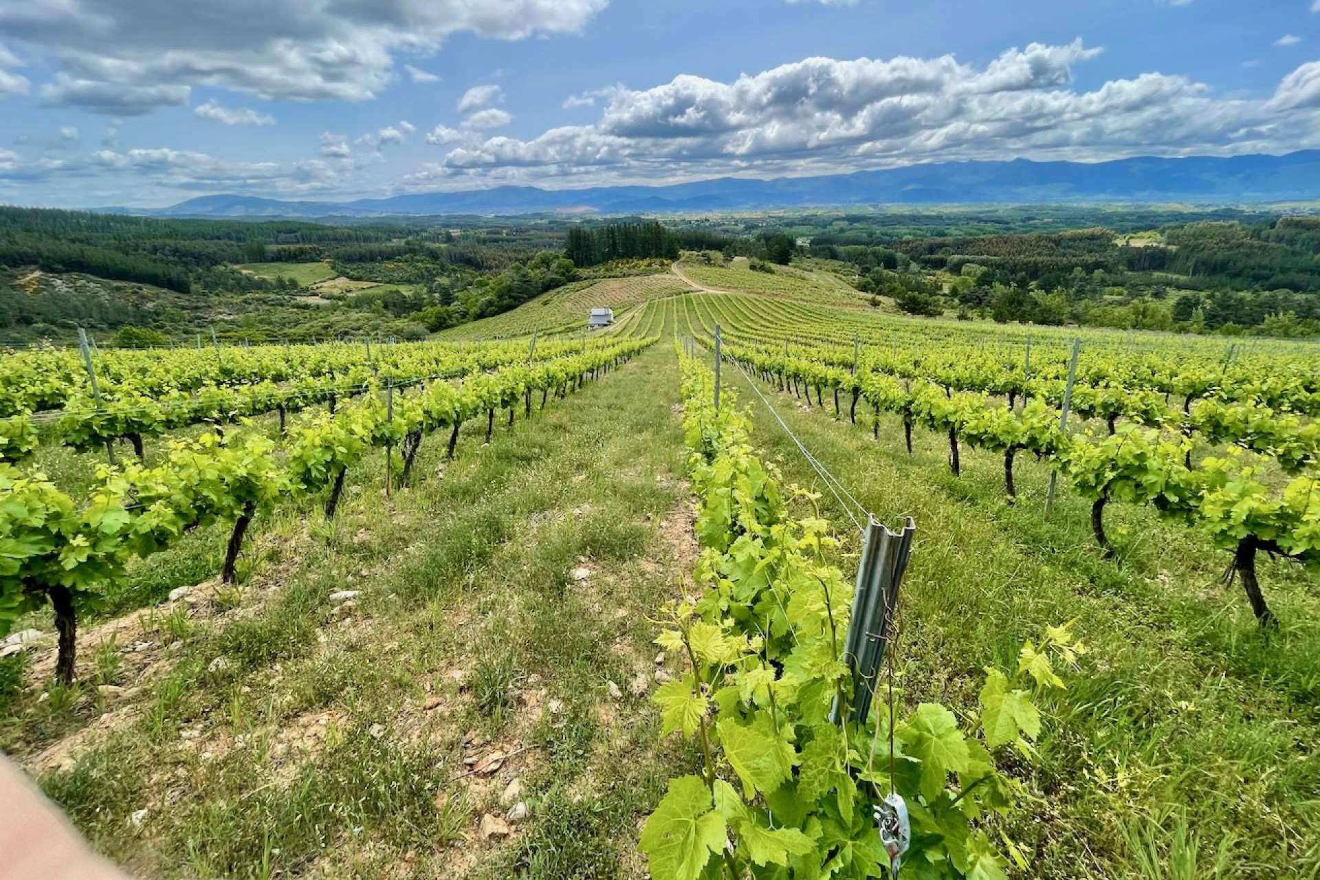 Bodegas y Viñedos Gancedo lleva la esencia de El Bierzo al mundo