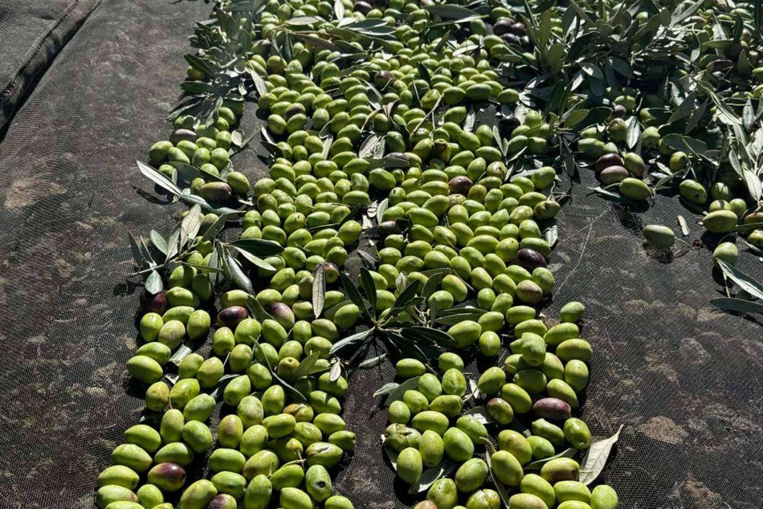 La excelencia del aceite de oliva gourmet, Tercio de las Torres, un proceso único desde el olivo a la botella