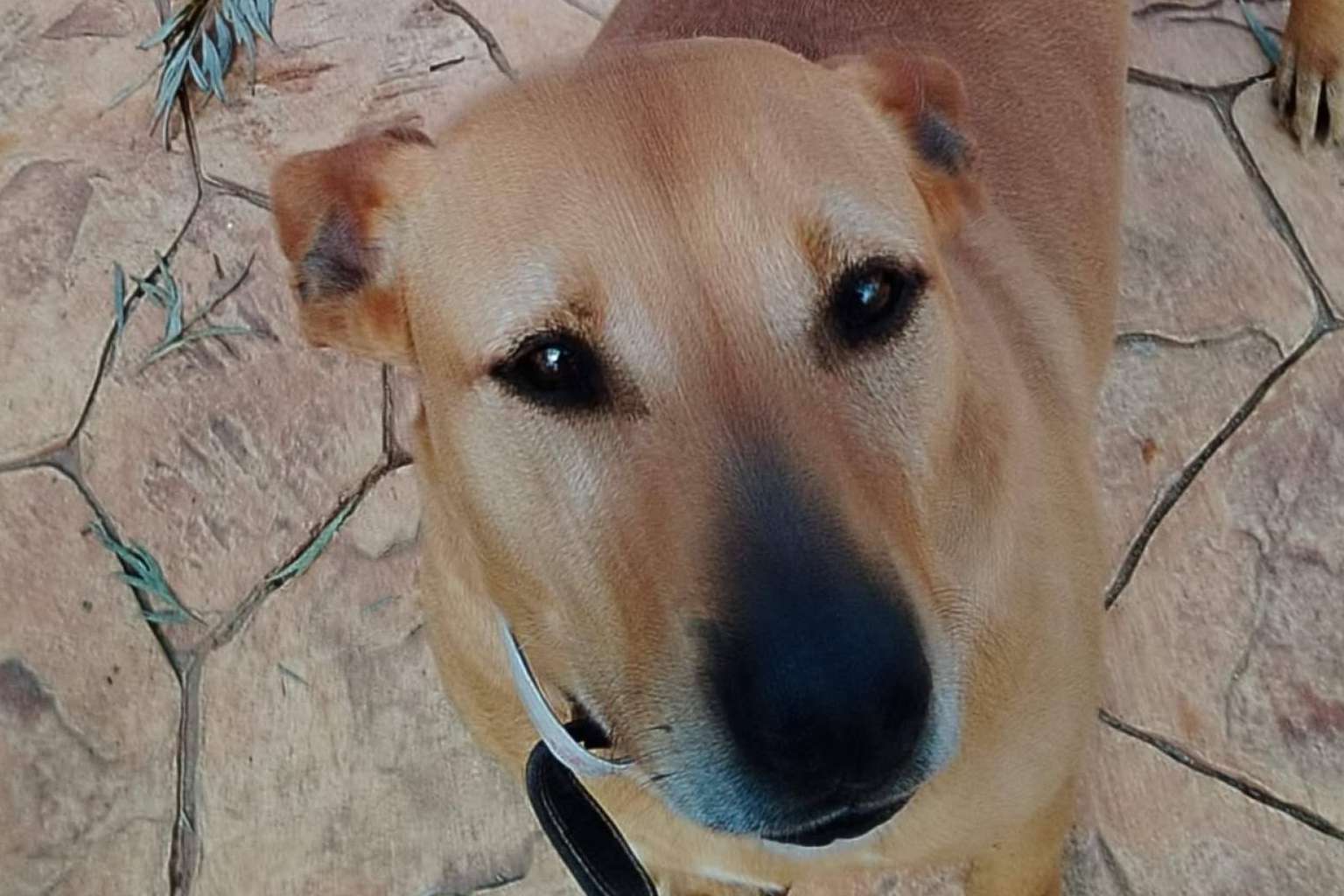 SOS Vidas lanza un llamamiento urgente para salvar su labor de rescate de animales