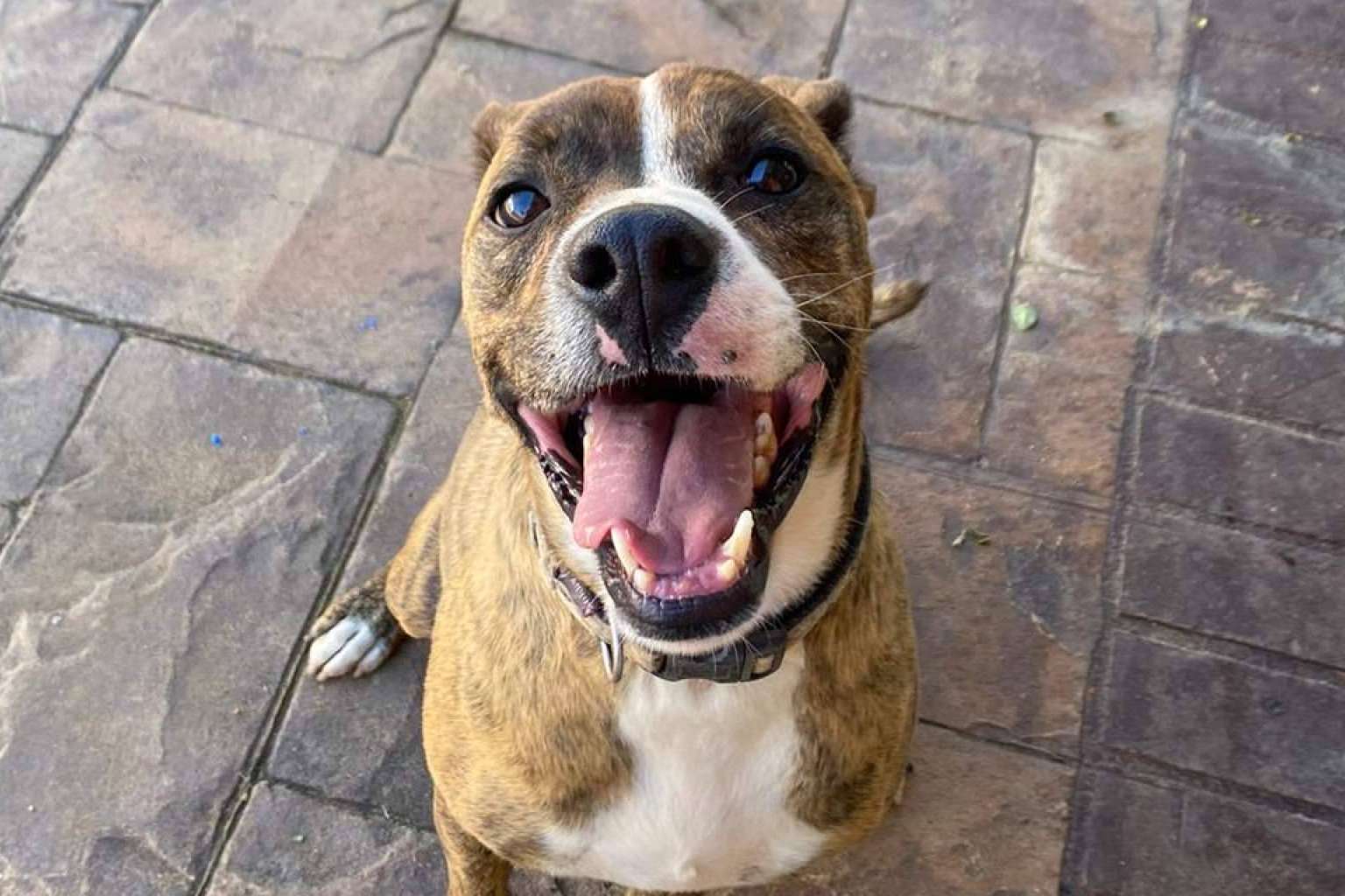 SOS Salvando Vidas transforma historias de abandono en adopciones responsables