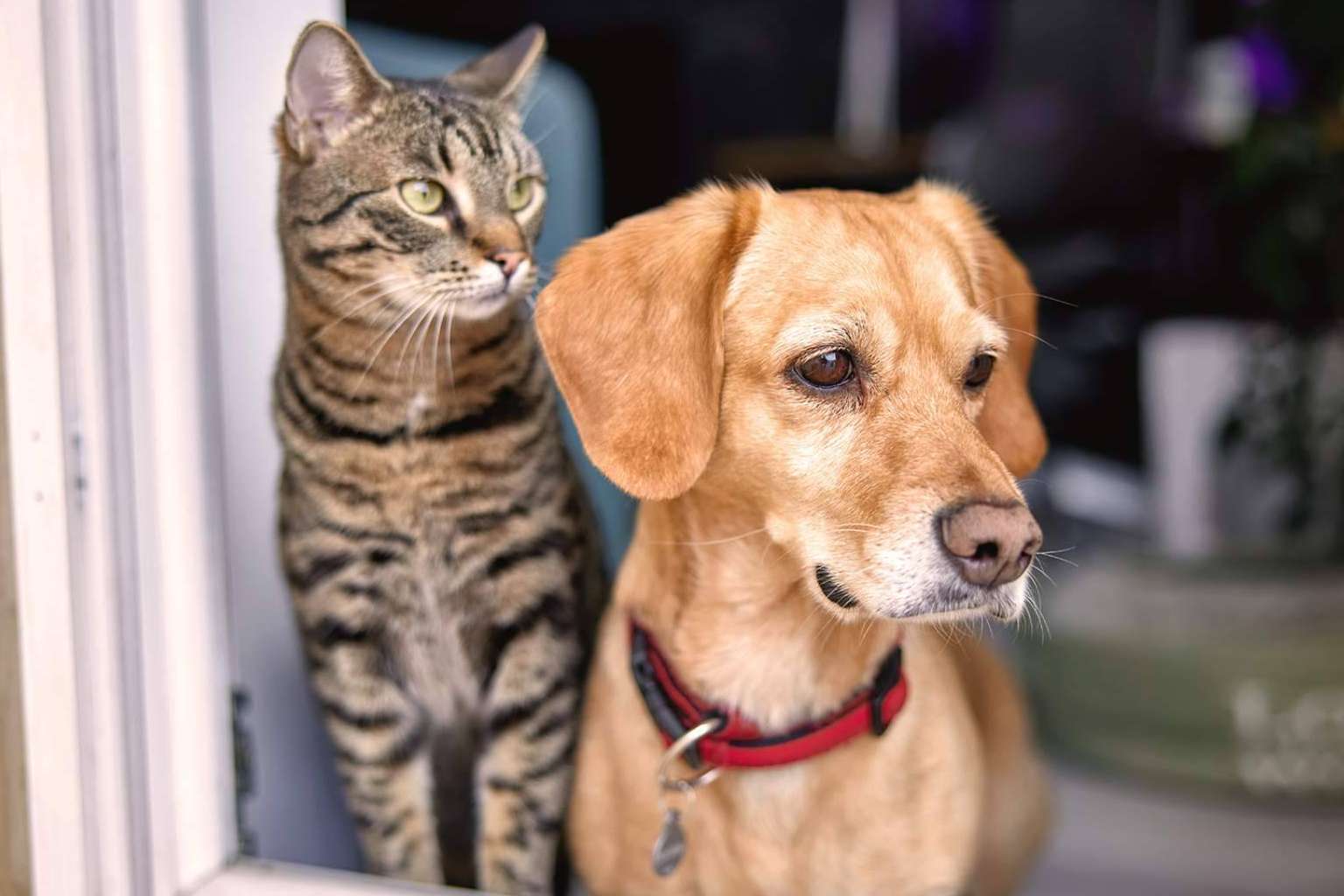 ¿Qué tipos de Seguro de Mascotas ofrece Línea Directa?
