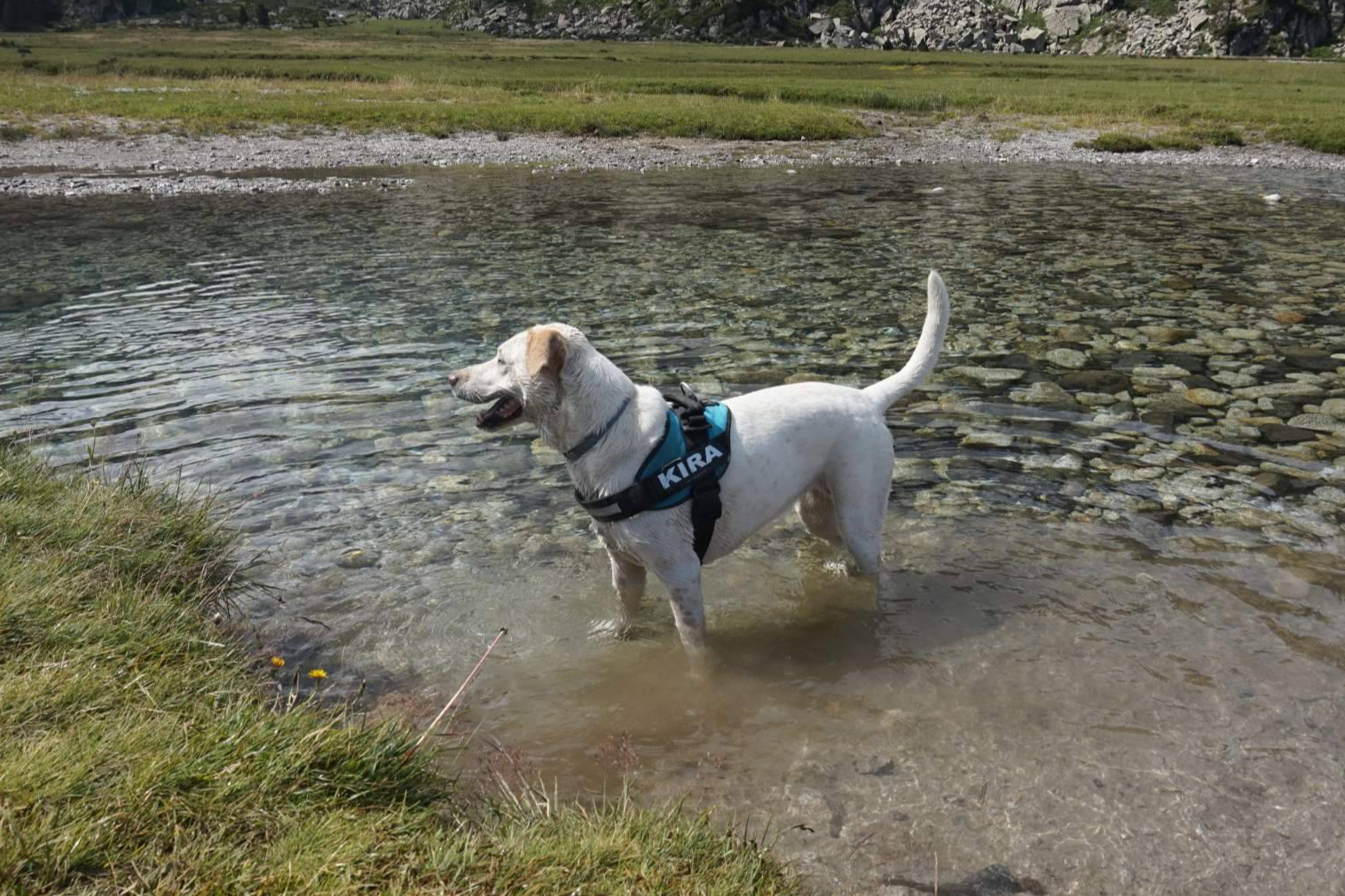Extremadura con perro; zonas de baño dog-friendly y turismo pet-friendly en auge