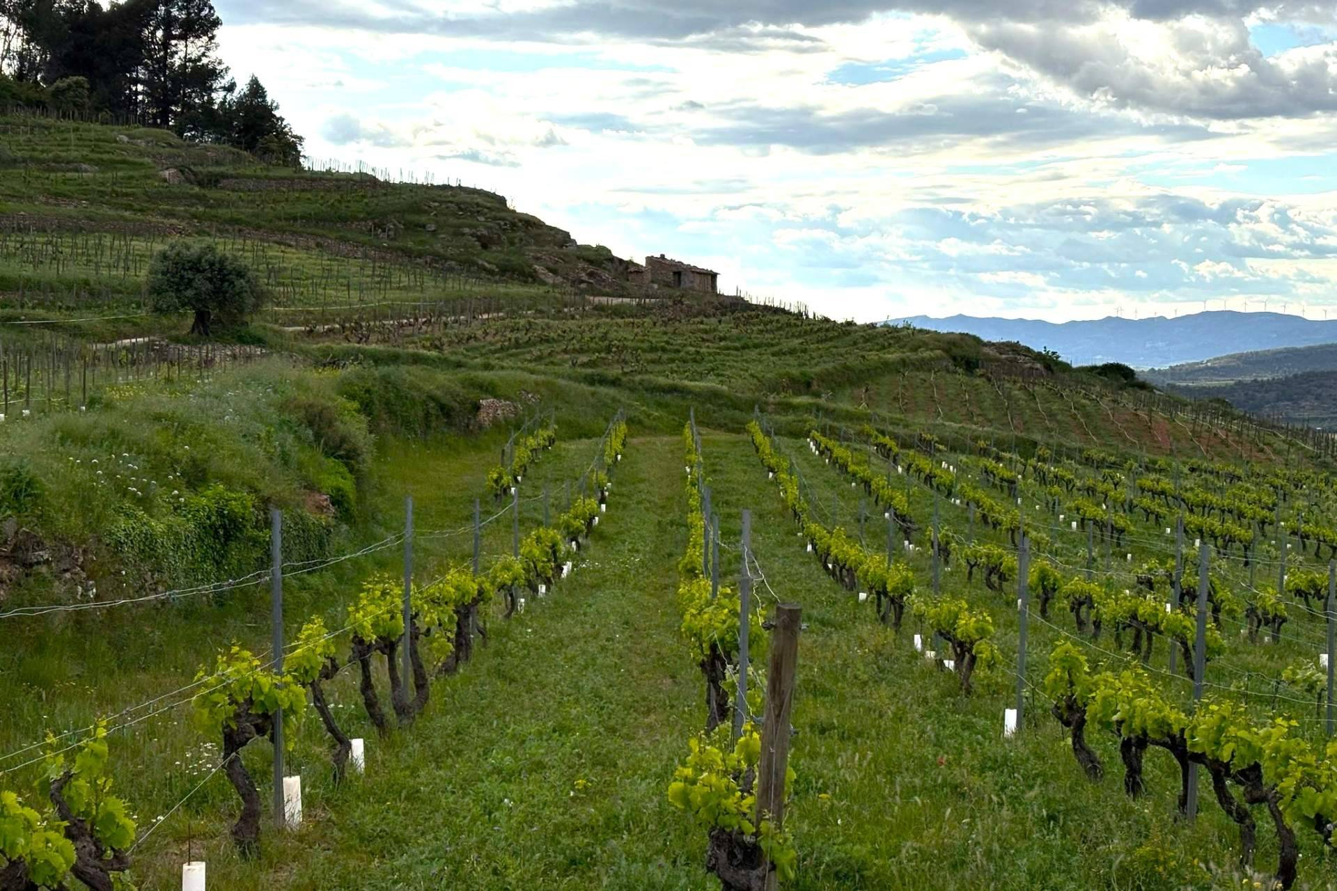 Vinyes Domènech celebra el XIII Dia Internacional de la Garnatxa posant en valor la biodiversitat