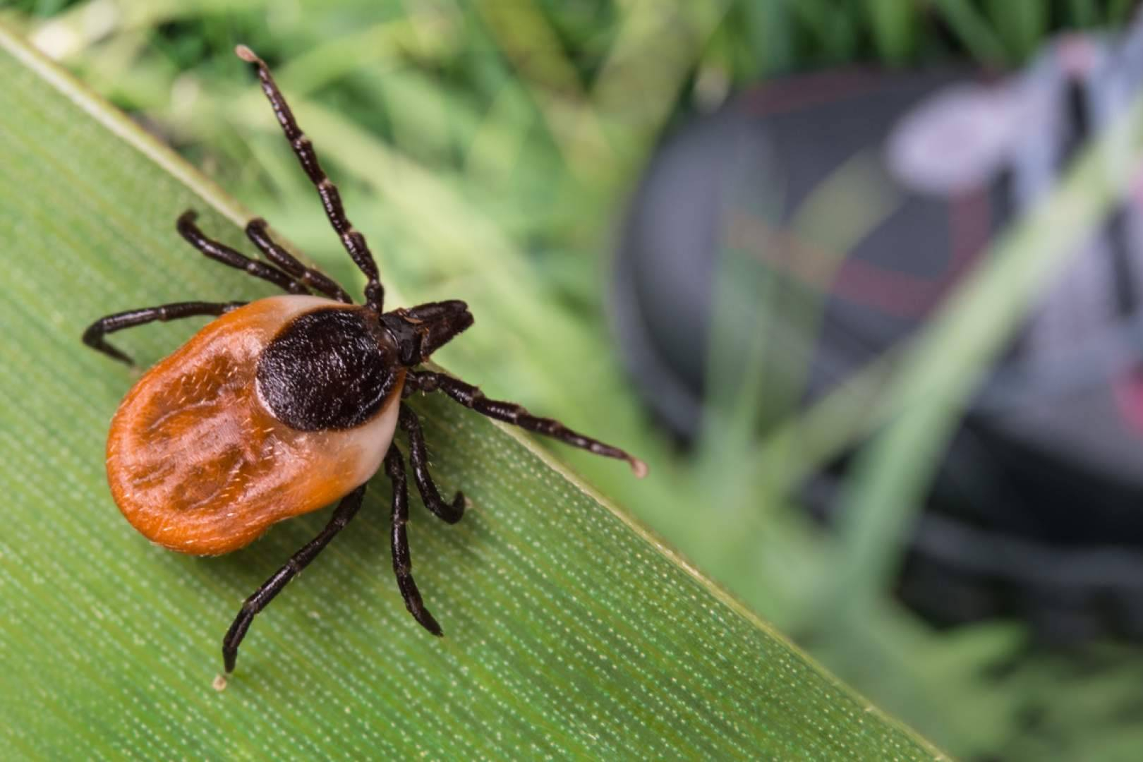 LACI®, un innovador protocolo de tratamiento para la enfermedad de Lyme y coinfecciones