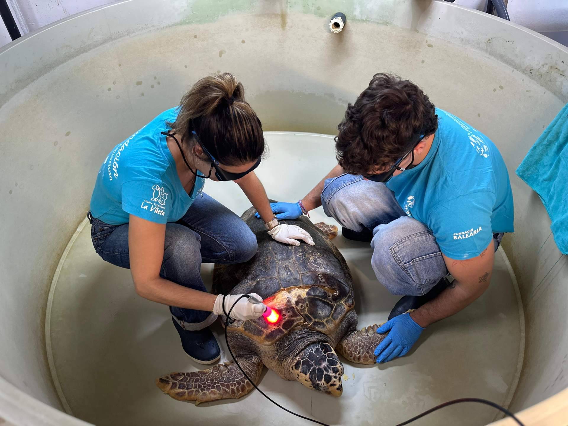 La Fundación Reina Sofía financia un láser para tratar tortugas marinas en la Fundación Palma Aquarium
