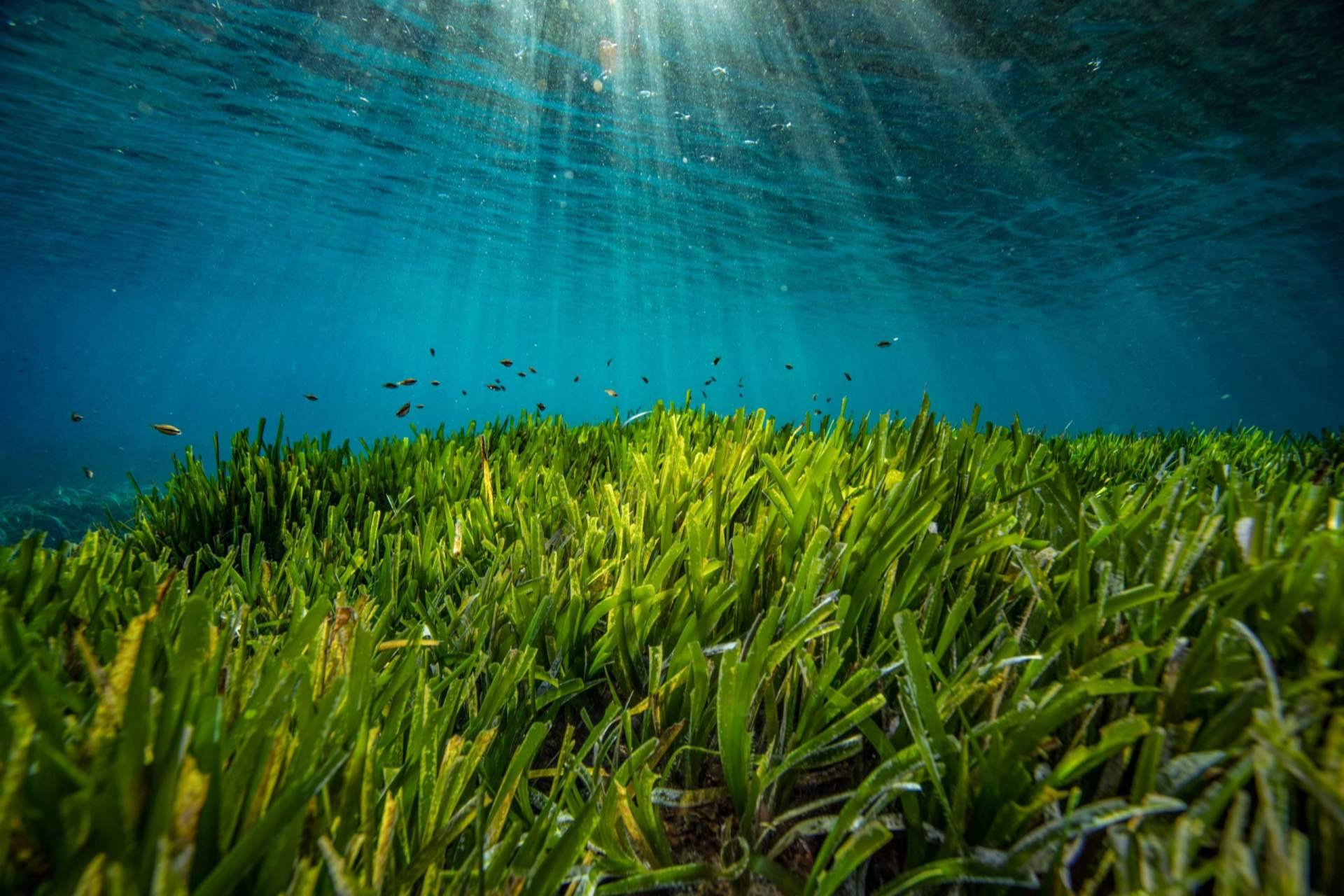 El proyecto Be Blue consolida su liderazgo en la protección del Mediterráneo