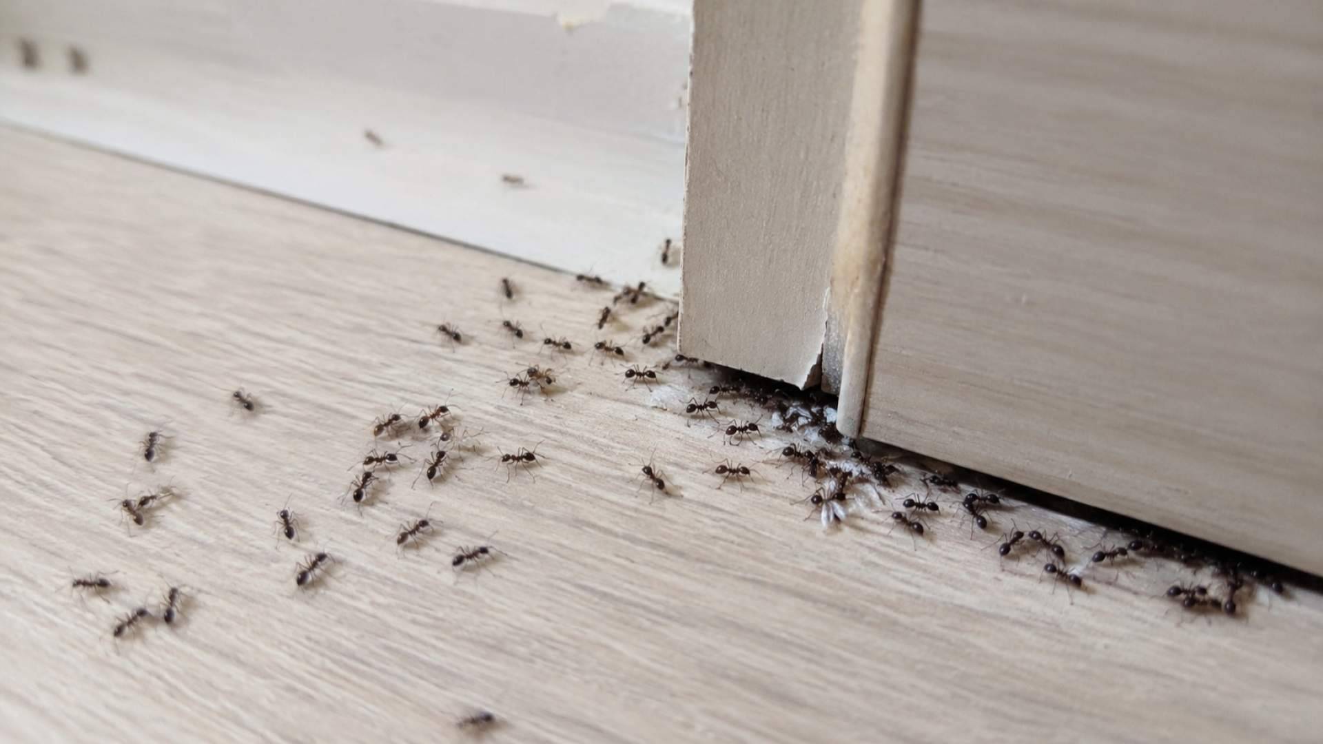 Hormigas en casa; por qué aparecen y cómo evitar que vuelvan una y otra vez